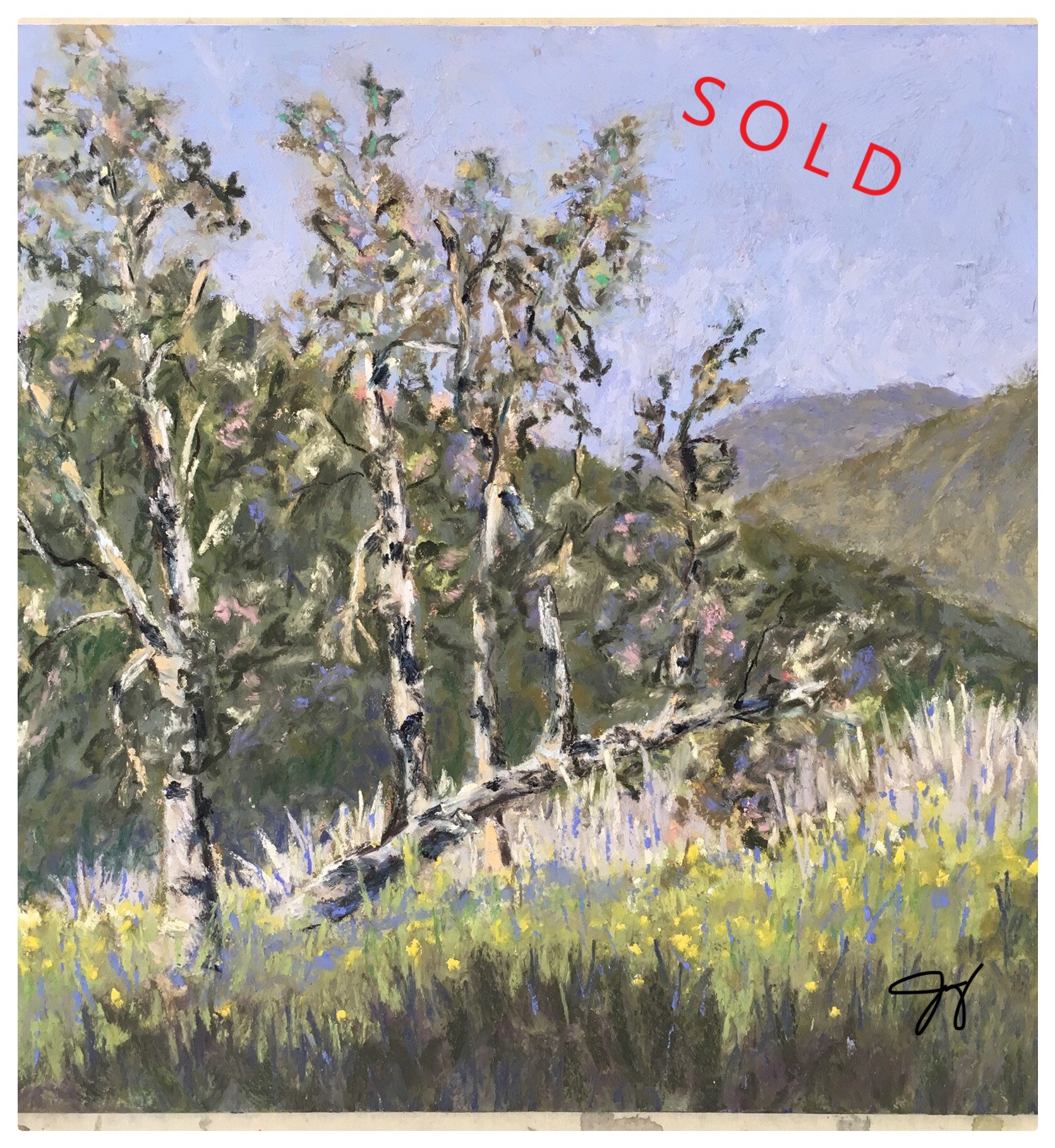 SanMarcosSycamoreGrobe